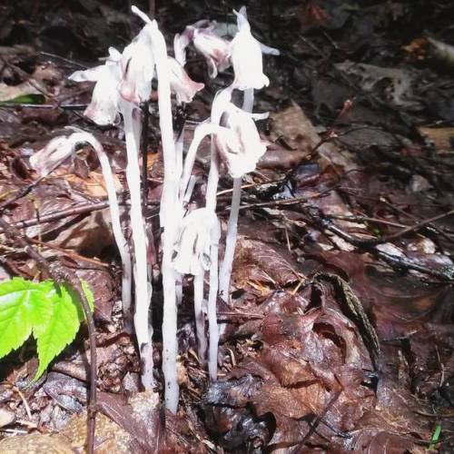 Monotropa uniflora, also known as ghost plant, Indian pipe, or corpse plant &ndash; a super cool