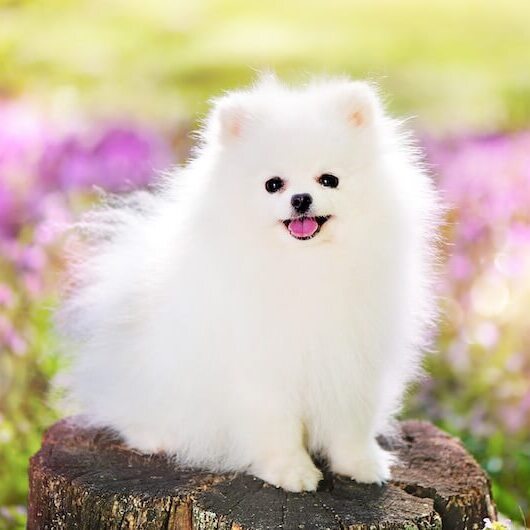 White Pomeranian stimboard for anon x x x - x x - x x x