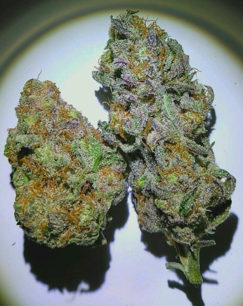 indica-illusions: Blue gelato