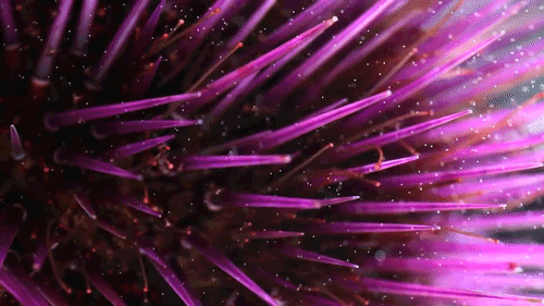 skunkbear:  ted:  Eerie, beautiful, captivating images of sea urchins mating and