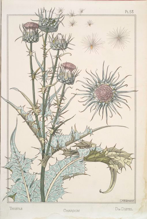 heaveninawildflower: Chardon (Thistle) designs by M.P. Verneuil and J. Milesi ( circa 1896). From ‘P