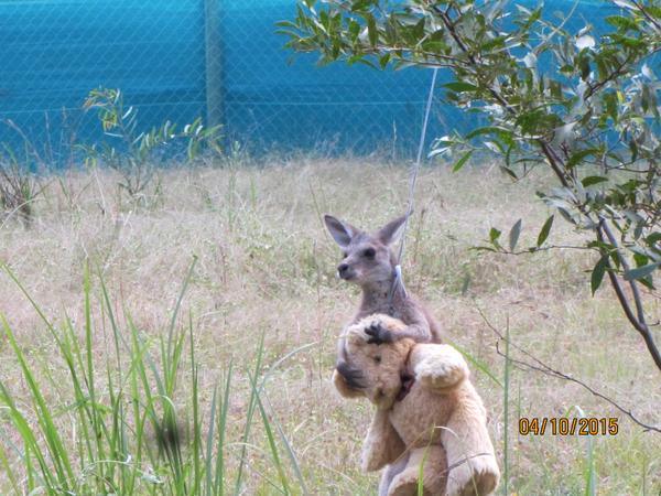 laughingsquid:  An Orphaned Kangaroo Joey Returns to His Former Home to Give a Big