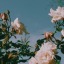 freemilkshakesuit-blog