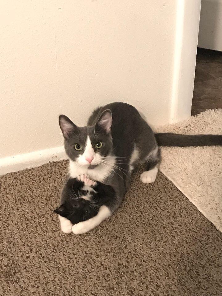 awwww-cute:My sisters cat was lonely so they got another kitten. I think they’re