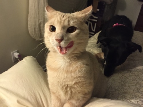 derpycats:  Melody (white), Leeloo (blonde), O'Malley (grey), Ruby (black)
