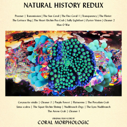 Natural History Redux 12″ x 12″ ‘Print Editions‘ portraying the sun coral and tiger flatworm from ou