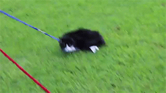 thetroothandnothingbutthetruth:  My cats going for a walk.  