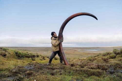 Mammoth tusk found in unfrozen tundra in Siberia.