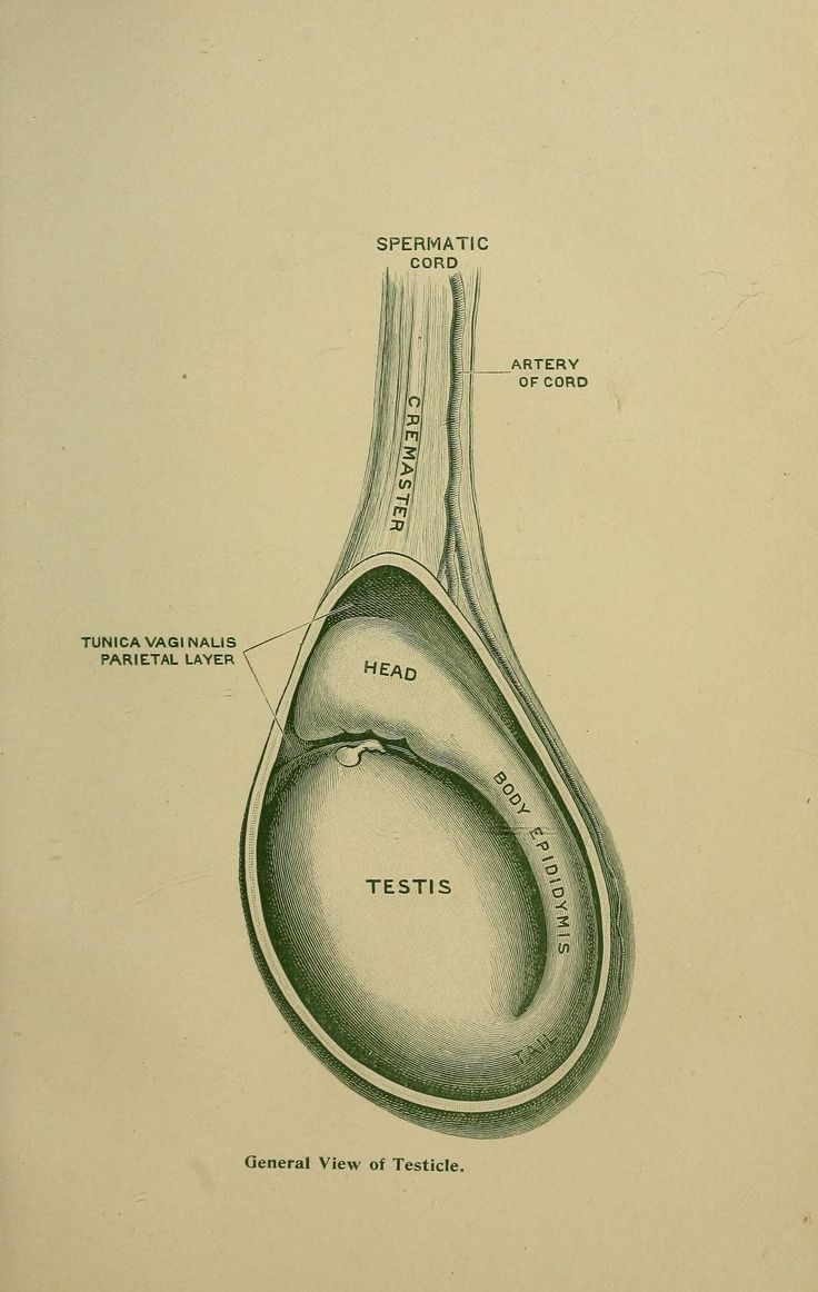nemfrog:  General view of testicle. Life : how to enjoy it and how to prolong it.