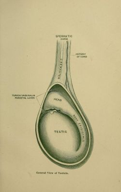 nemfrog:  General view of testicle. Life : how to enjoy it and how to prolong it. 1896. 