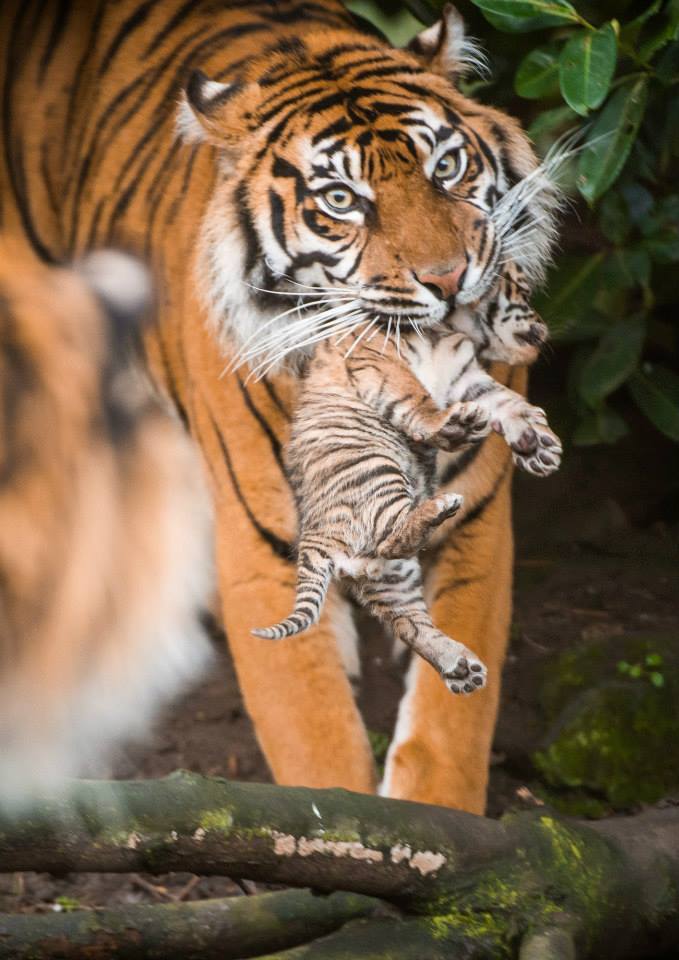 awwww-cute:  Sumatran Tiger cubs has made their first public appearance at Chester