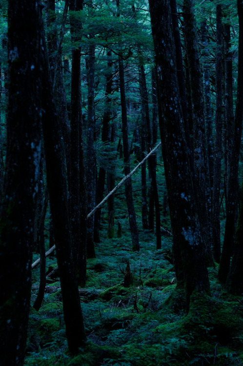 disminucion: 20100917 Shirakoma 8 (A fallen tree), Bong Grift