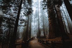 jasonincalifornia:Giant Forest in the Mist Prints/Society6