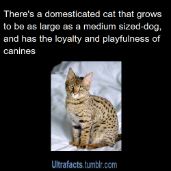 vancity604778kid:  sousabones:  ultrafacts:  Source For more posts like this, CLICK HERE to follow Ultrafacts   I have that cat! It’s a savannah. Mines name is sig:)    