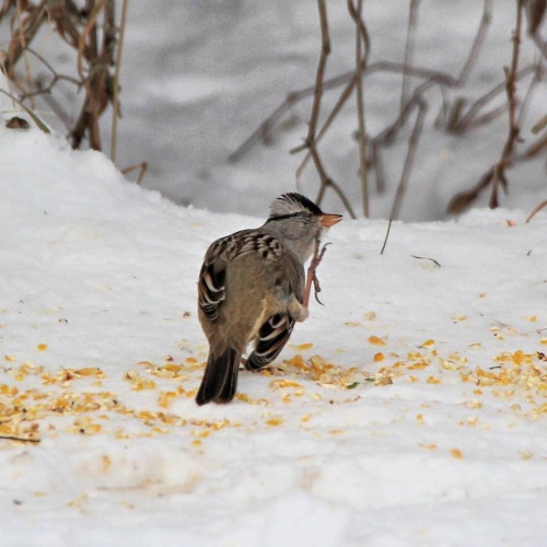 White-crowned Sparrow with an itch to scratch. Photographed 2/20/21 #birds #sparrow #whitecrownedspa