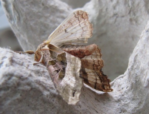 Garden Moth Scheme March 9th + 11th in Warwick
These moths are pristine apart from the Angle Shades which has damaged wings. Maybe this was due to it being interrupted as it emerged. It was able to fly properly so probably got eaten!
I am doing the...