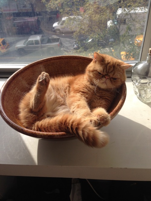 fitzroythecat:  So hard to get comfortable some days. 