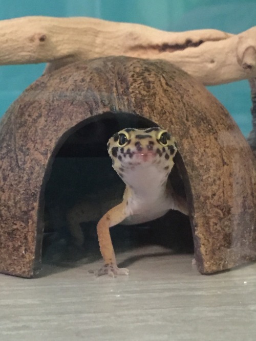 rate-my-reptile:tinygeck:she’s perfectTypes of friend: YELL, Tall, sexy nekkid strippy lapdanse, The