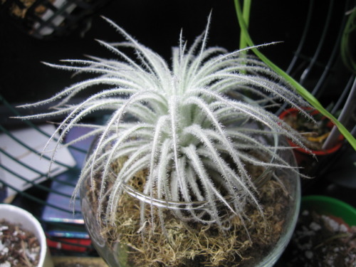 my cute new Tillandsia tectorum