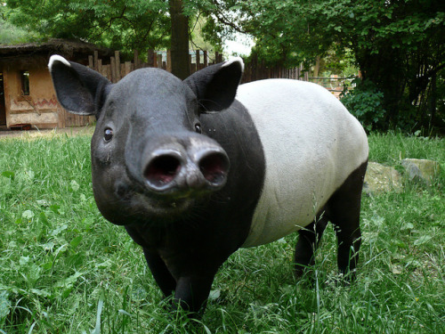 phoneus:sarawr-monster:‘P1830007’, comical photograph of a Malayan Tapir by irek1 on Flickr [Source]Double barrel