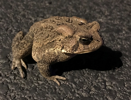naturezem: Say “Hi” to Todd on Toad Tuesday! ( Source ) Howdy!
