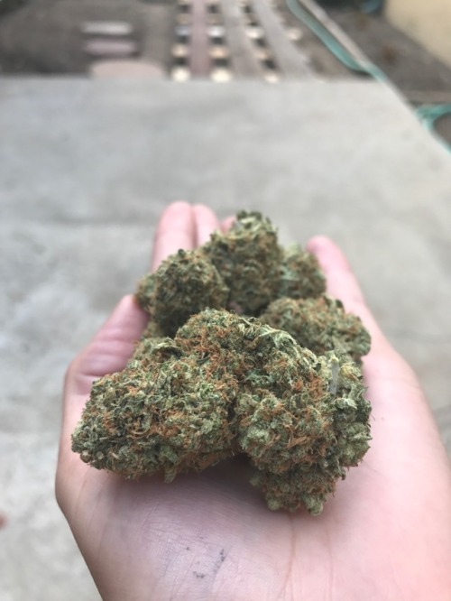 yourfavoritepage: What I’m smokin on✨