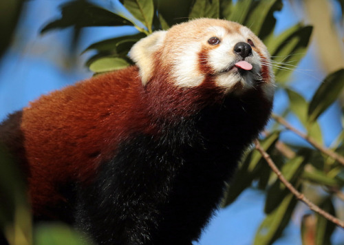 silveralicorn: cheeky panda