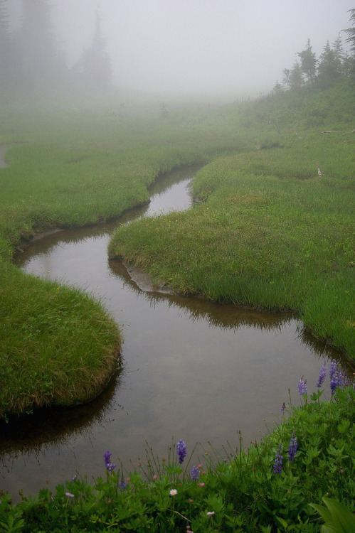 90377: Serpentine and foggy meadow by Kim Brown