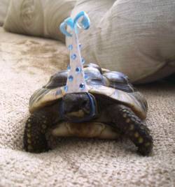 tamakissu:  LOOK AT THIS TURTLE ITS HIS 13TH BIRTHDAY 