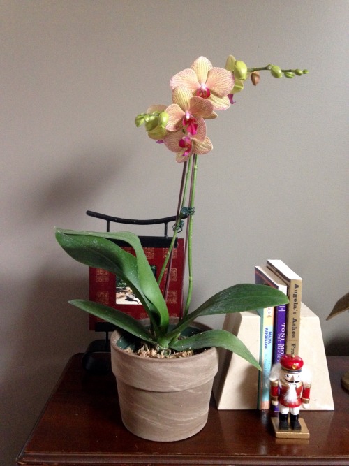 3.7.16 - My very own orchid! Hopefully I&rsquo;ll be able to keep it alive - I know they can be quit