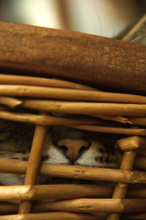 liberations-photography:Nose Basket