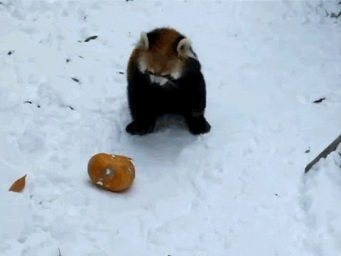 bad news bears,there's no honey