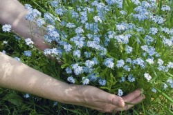 heartsea:  forget-me-nots and himalayan blue poppies 