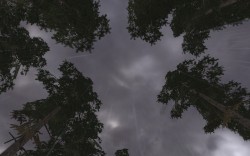 video-game-foliage:  Pine trees in the rain.