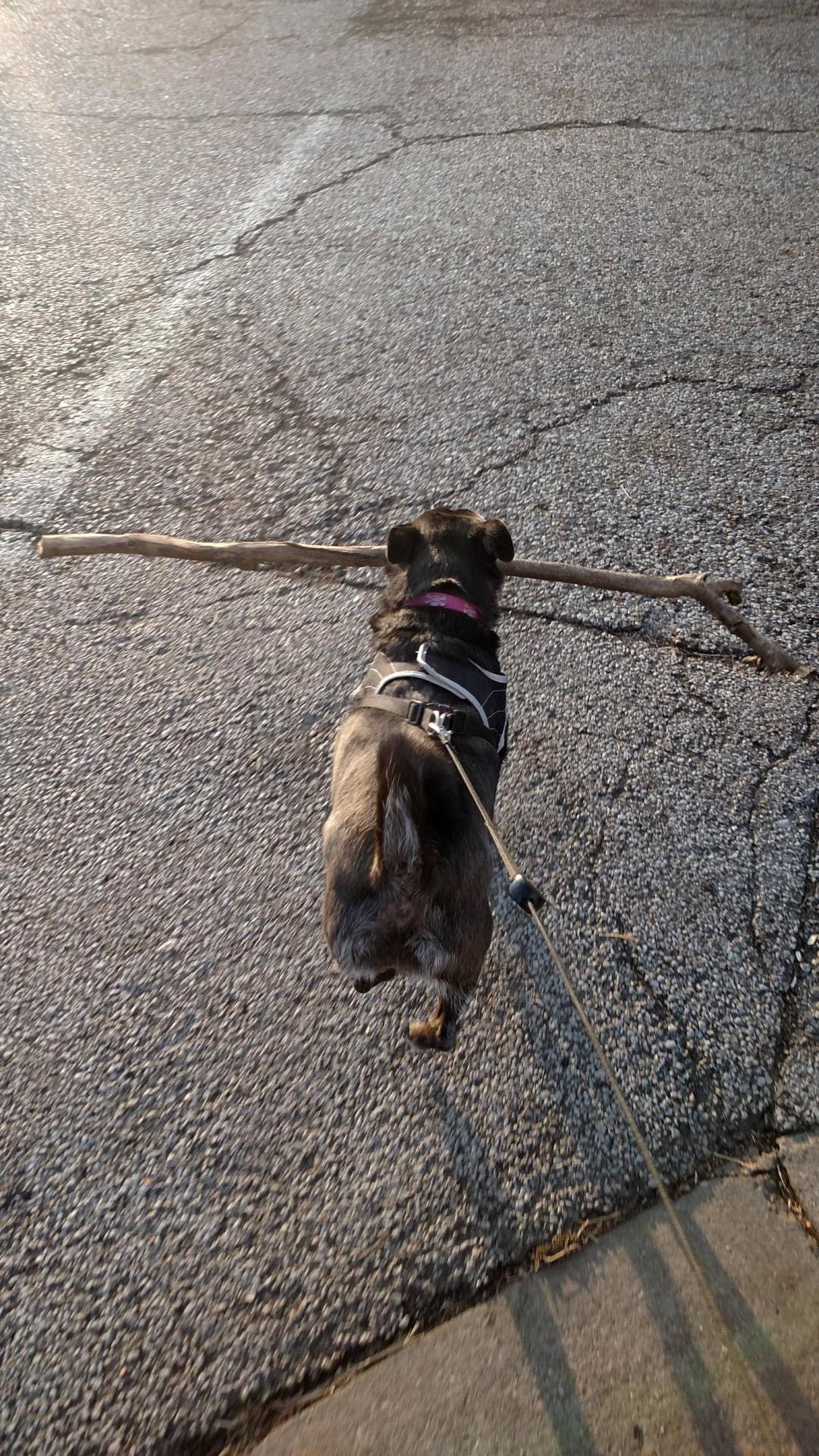 awwww-cute:  Every walk she picks a stick to take home. She got ambitiously cute