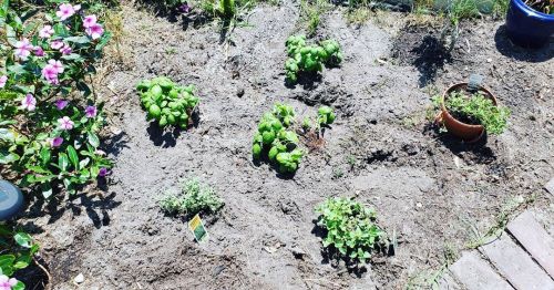 My herb garden in May when I first planted it. You should see it now!!! #gardening #garden #herbs #h