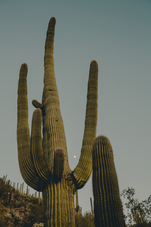 julianajohnsonphoto: Saguaro National Park Western District Tuscon, Arizona December 2017 instagram: