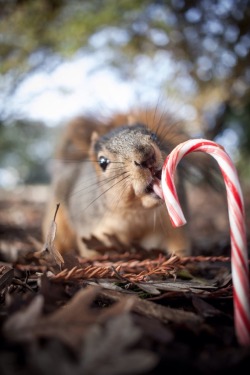 helladamnsquirrels:  After dropping off his