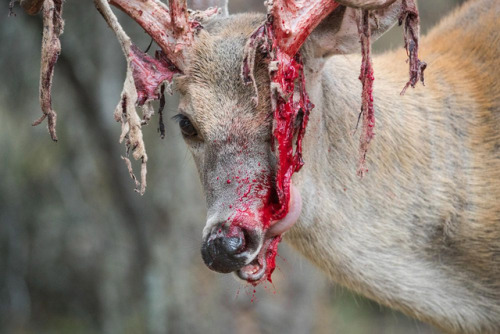 end0skeletal-undead:In male whitetail deer, antlers begin to grow in late spring, covered with a hig