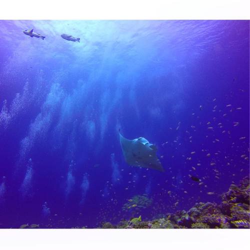 La Manta! #maldives #aho #mantarayas #manta #mantarays #underwaterphotography #underwater #beauty #b