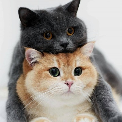 cat-lover-1001:Most adorable family 😍😘