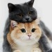 cat-lover-1001:Most adorable family 😍😘