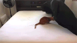 sizvideos:  Making a bed with cats around