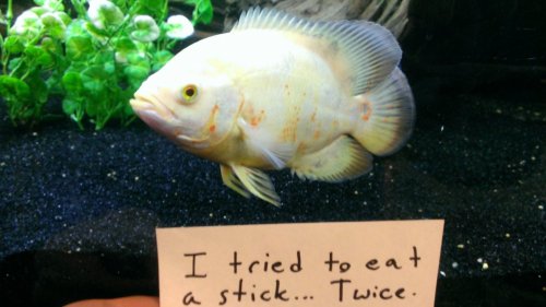 modestdemidov: robinistall: fish shaming [x] jesus christ i’ve been waiting for this
