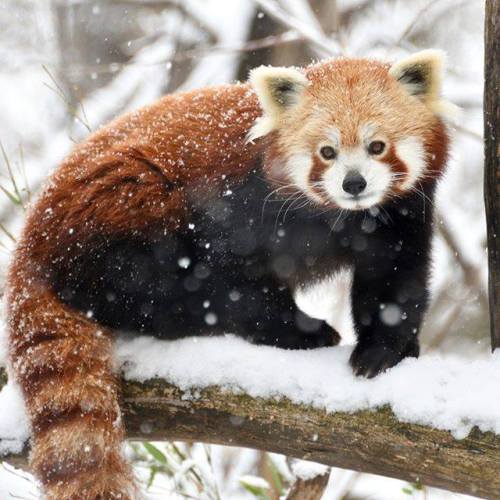 Dieser Rote Panda im Tiergarten Schönbrunn in #Wien genießt den...