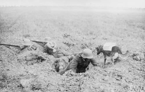 scrapironflotilla:German stormtroopers manning a foxhole in the field. Note a messenger dog with a c