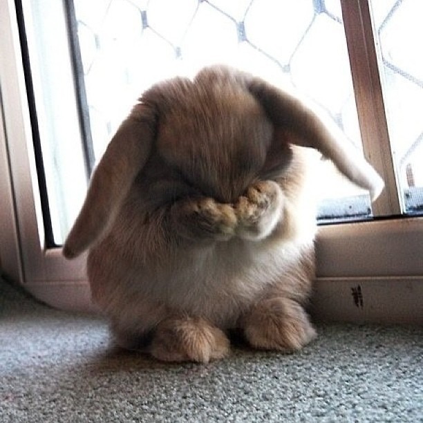Oh the shame!  Don&rsquo;t look at me! #shame #bunny