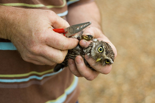 mtshowr21:  Little Owl (Athene noctua) being ringed by Simon_J_C on Flickr.
