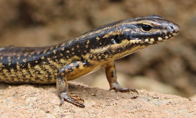 Yellow-bellied Water Skink (Eulamprus heatwolei) - a boldly patterned species restricted to the Murray River, small creeks, associated wetlands & rocky embankments where it basks on logs & rocks, escaping to cover or the water when disturbed