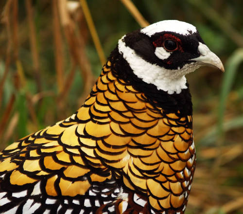 potatobirds:Reeves Pheasant(beautifulnow.is, zoochat.com, margaret holland)